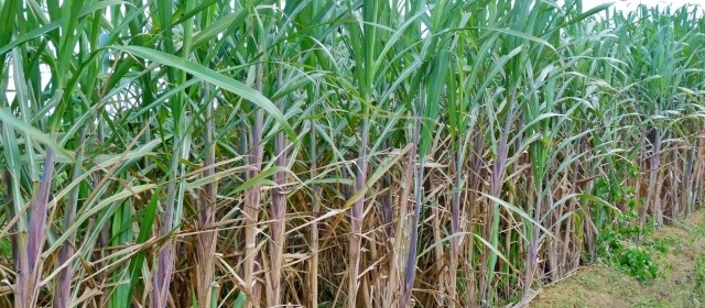 化石燃料調達ニュースの注目点