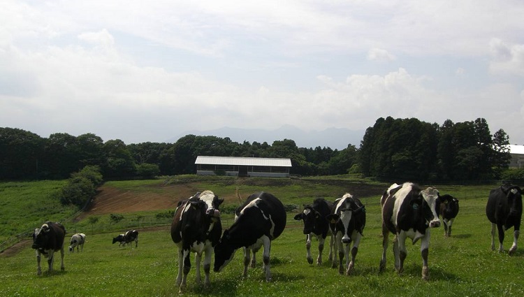 森永乳業、牧場に酪農ふん尿処理システム「MO-ラグーンfor Dairy」を2023年春導入予定