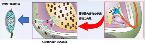 グランドグリーン、サトウイネによる持続可能なバイオエネルギー創出に向けた研究を加速