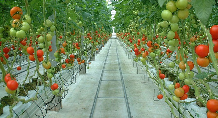 電源開発など、発電所から回収したCO2の有効利用に向けた実証を開始