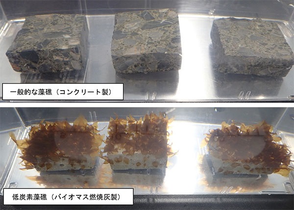 北海道電力、留萌海域でブルーカーボン事業に向けた共同研究を実施