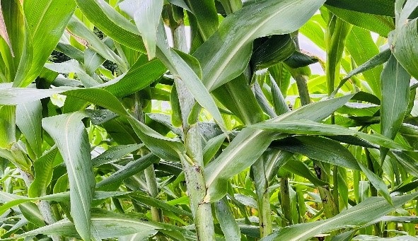 和コーポレーション、長崎県壱岐市でソルガムを栽培