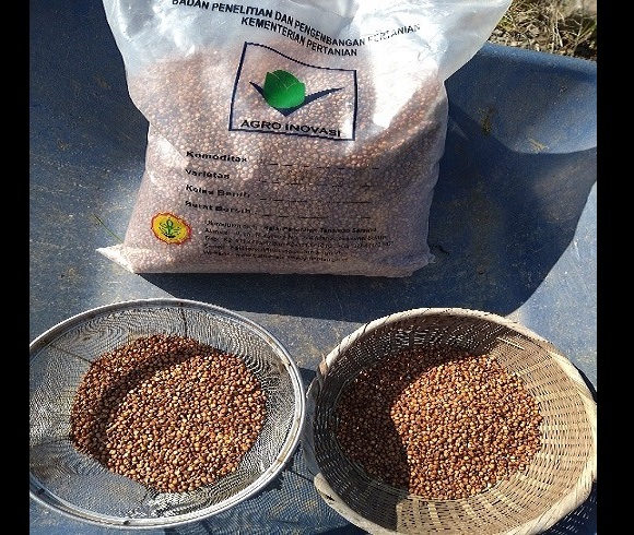 和コーポレーション、長崎県壱岐市でソルガムを栽培