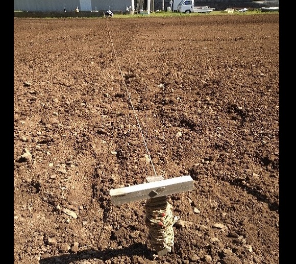 和コーポレーション、長崎県壱岐市でソルガムを栽培