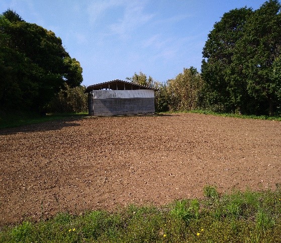 和コーポレーション、長崎県壱岐市でソルガムを栽培