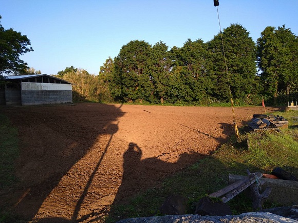 和コーポレーション、長崎県壱岐市でソルガムを栽培