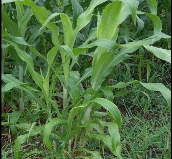 和コーポレーション、長崎県壱岐市でソルガムを栽培