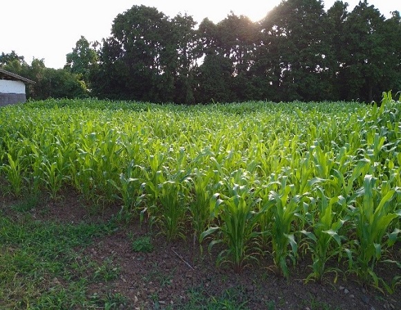 和コーポレーション、長崎県壱岐市でソルガムを栽培