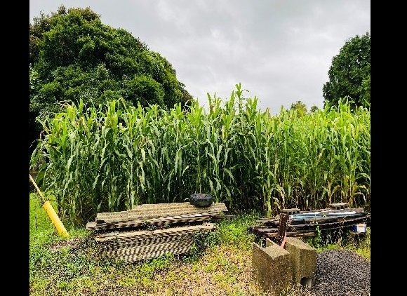 和コーポレーション、長崎県壱岐市でソルガムを栽培