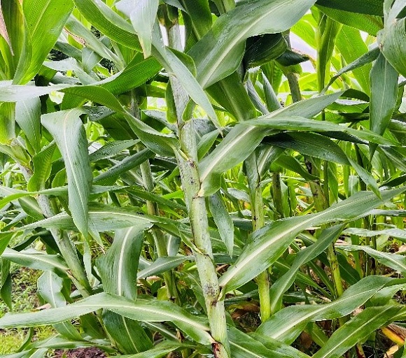 和コーポレーション、長崎県壱岐市でソルガムを栽培