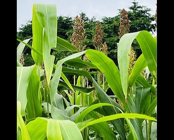 和コーポレーション、長崎県壱岐市でソルガムを栽培