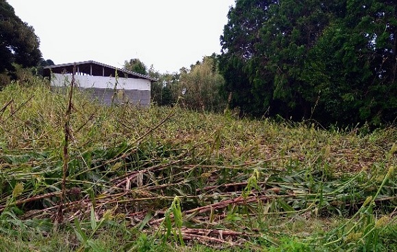 和コーポレーション、長崎県壱岐市でソルガムを栽培