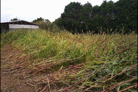 和コーポレーション、長崎県壱岐市でソルガムを栽培