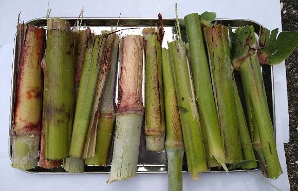 和コーポレーション、長崎県壱岐市でソルガムを栽培