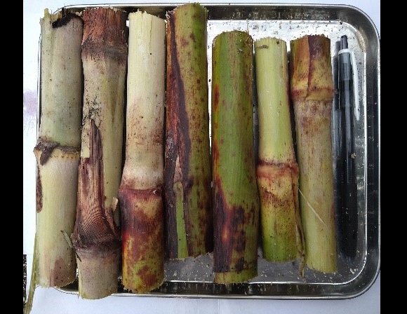 和コーポレーション、長崎県壱岐市でソルガムを栽培