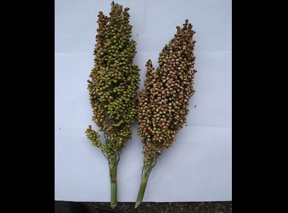 和コーポレーション、長崎県壱岐市でソルガムを栽培