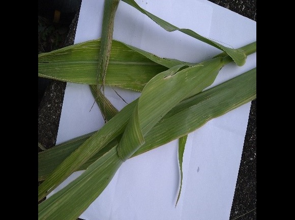 和コーポレーション、長崎県壱岐市でソルガムを栽培