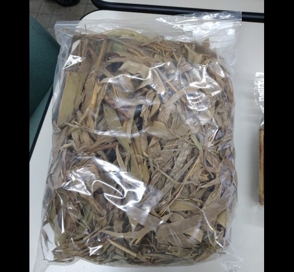 和コーポレーション、長崎県壱岐市でソルガムを栽培