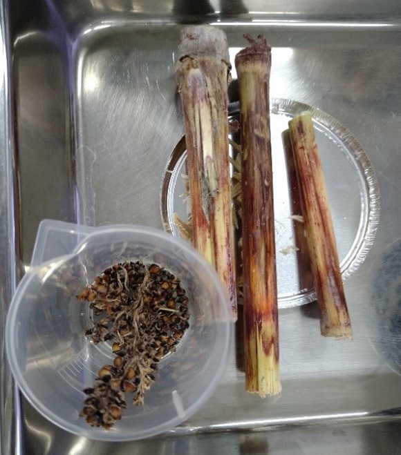 和コーポレーション、長崎県壱岐市でソルガムを栽培