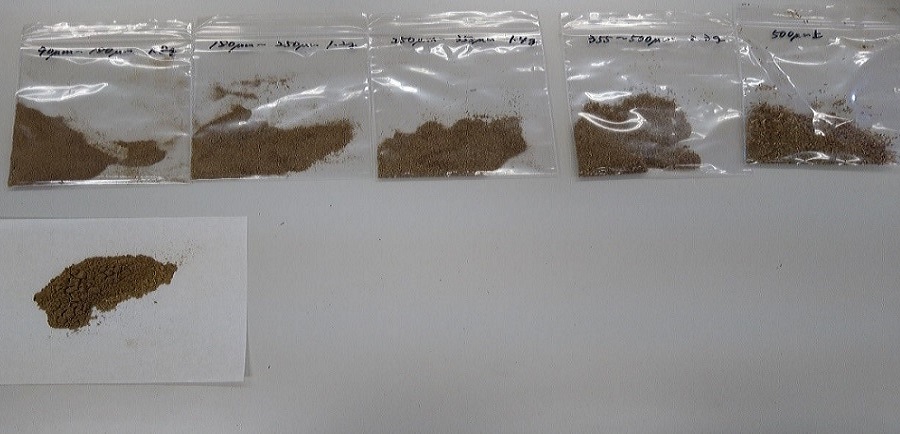 和コーポレーション、長崎県壱岐市でソルガムを栽培