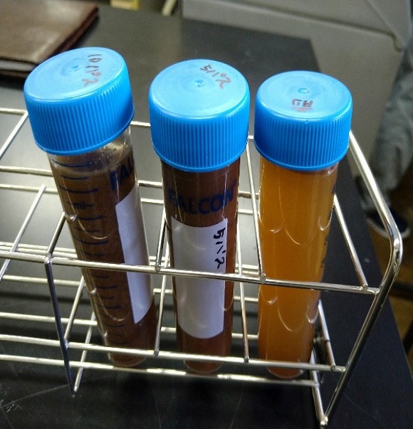 和コーポレーション、長崎県壱岐市でソルガムを栽培