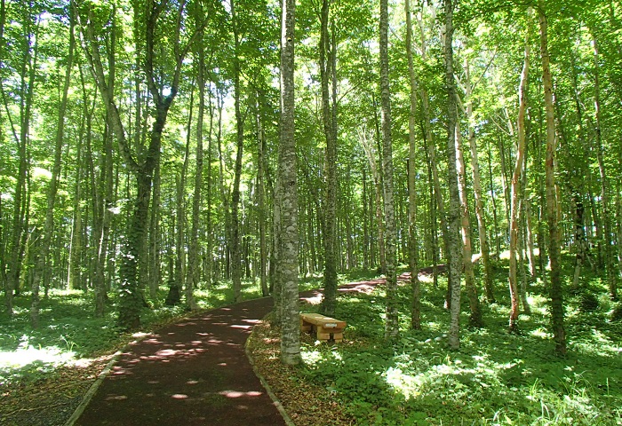 ファーメンステーション、間伐材等の木質由来のエタノール商用化製造を実現