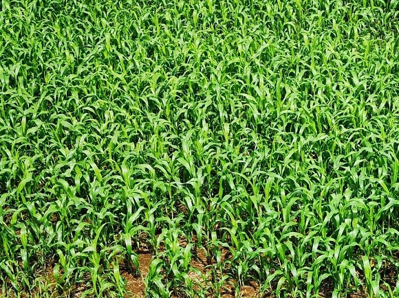 長崎壱岐でソルガム栽培に取り組む坂本和久社長のインタビュー