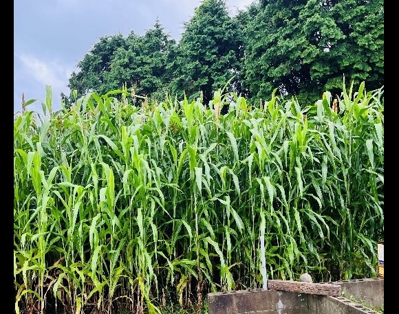 長崎壱岐でソルガム栽培に取り組む坂本和久社長のインタビュー