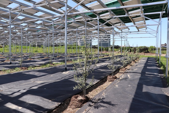 千葉エコ・エネルギー、荒廃農地再生を目指したソーラーシェアリングのオリーブ栽培・計画策定等をサポート